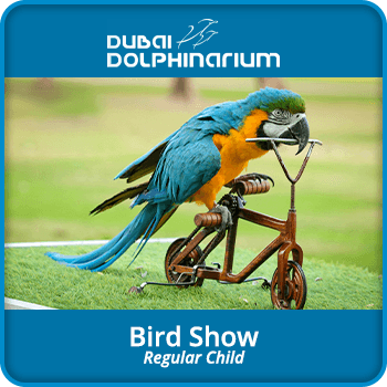 Dubai Dolphinarium Bird Show / Child product image